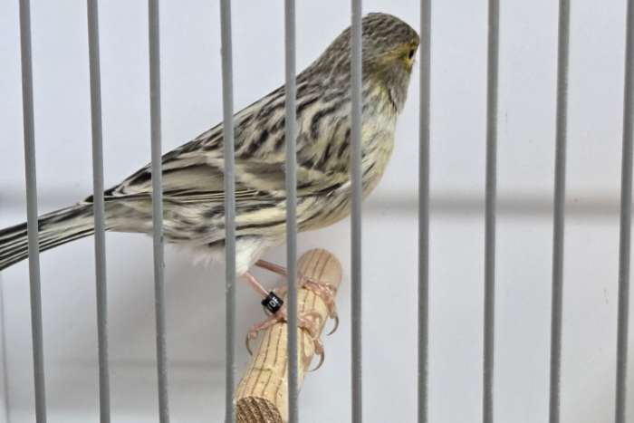 agaatgeelmozaïek en agaatgeelmozaïek/kobalt