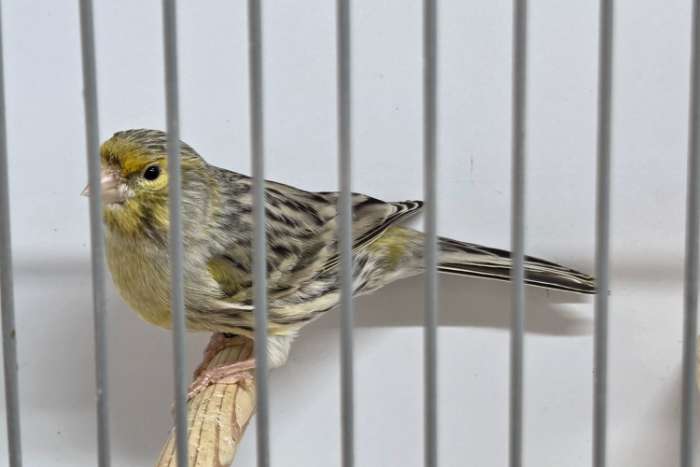 agaatgeelmozaïek en agaatgeelmozaïek/kobalt