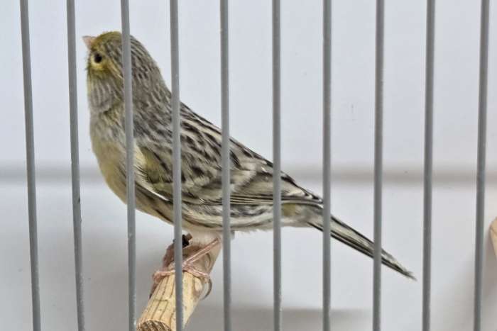 agaatgeelmozaïek en agaatgeelmozaïek/kobalt