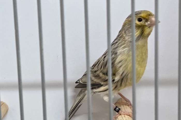 agaatgeelmozaïek en agaatgeelmozaïek/kobalt