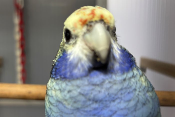 0-1 blauwwang rosella