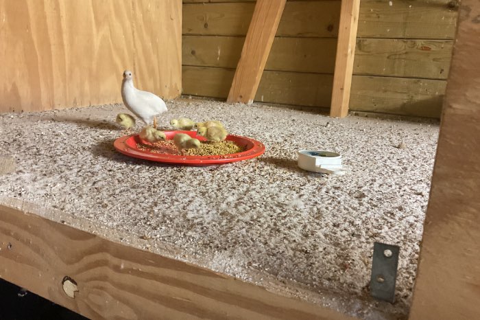 chinese dwergkwartels