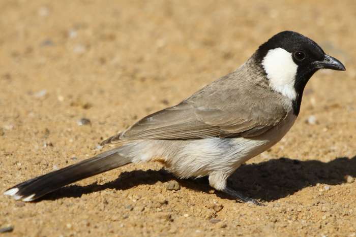 pycnonotus leucotis en ordre de bague 1-0