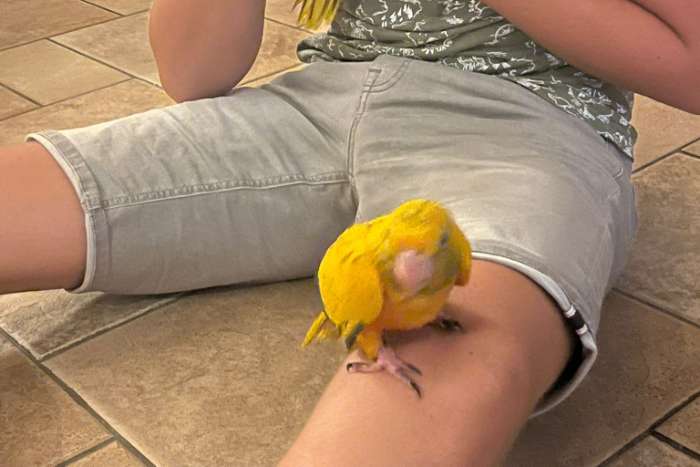 1-1 goudparkieten 25 supertam onverwant koppel