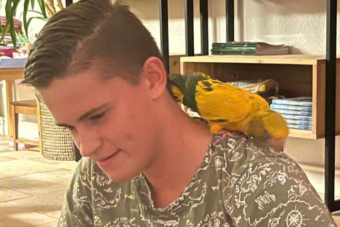 1-1 goudparkieten 25 supertam onverwant koppel