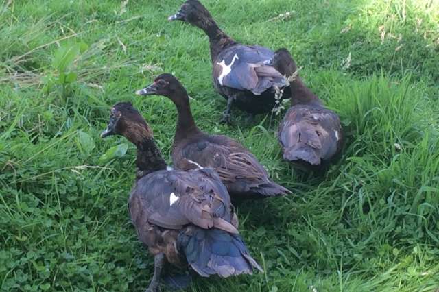 oorspronkelijke eenden en ganzen