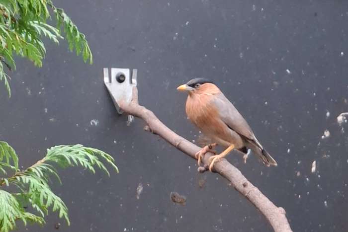 1-1 ek 2015 pagodespreeuw