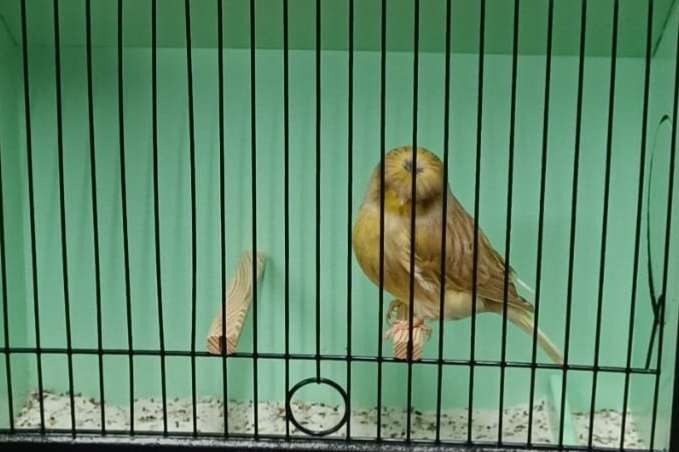 gloster corona mannen