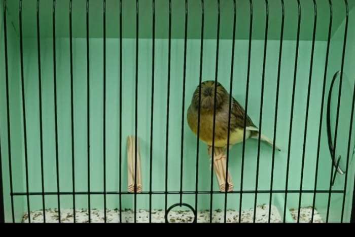 gloster corona mannen