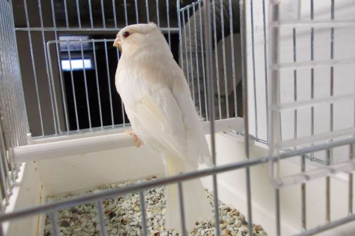 onverwant goudvinken koppel