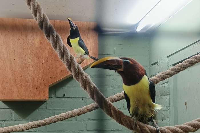 koppel groene arassari's