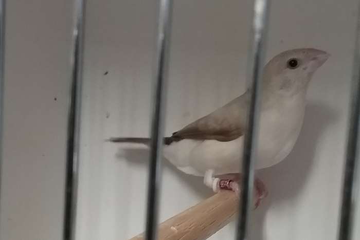 te koop grijze en bruingrijze zilverbekken .