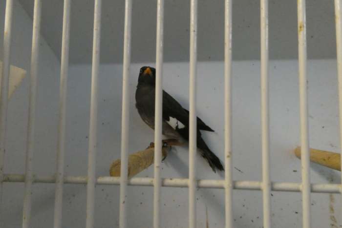 0-1 javaanse maina (acridotheres javanicus)