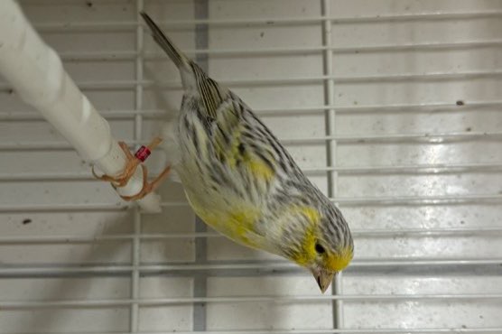 agaat topaas geel mozaïek