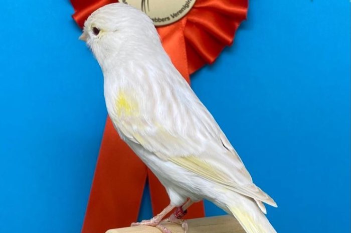 satinet  isabel geel mozaïek