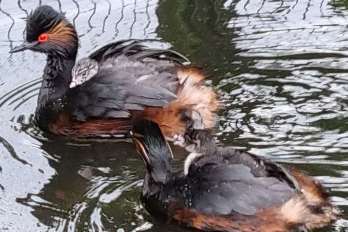 koppel geoorde fuut , onverwant , geringd en met dna