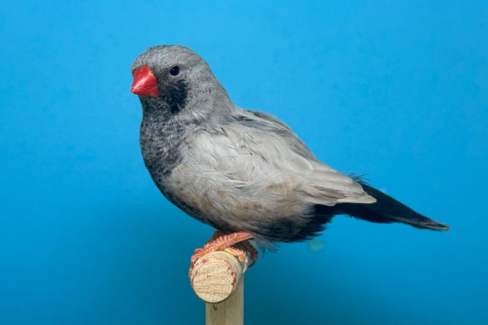 charcoal zebravinken bleekrug grijs