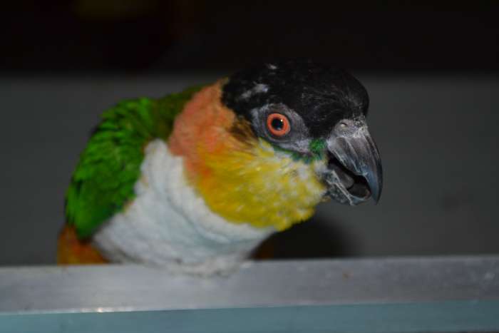 kweekpop zwartkopcaique.