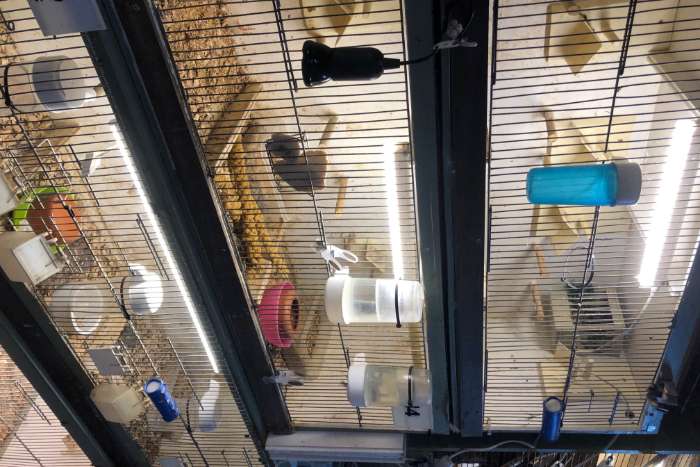 6 x kweek/broed kooien merk muvo verschillende maten