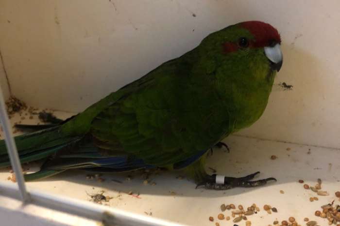 2x kakariki poppen wildkleur groen en cinnamon groen