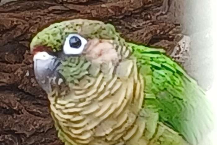 pyrrhura frontalis (bruinoortje) split fallow