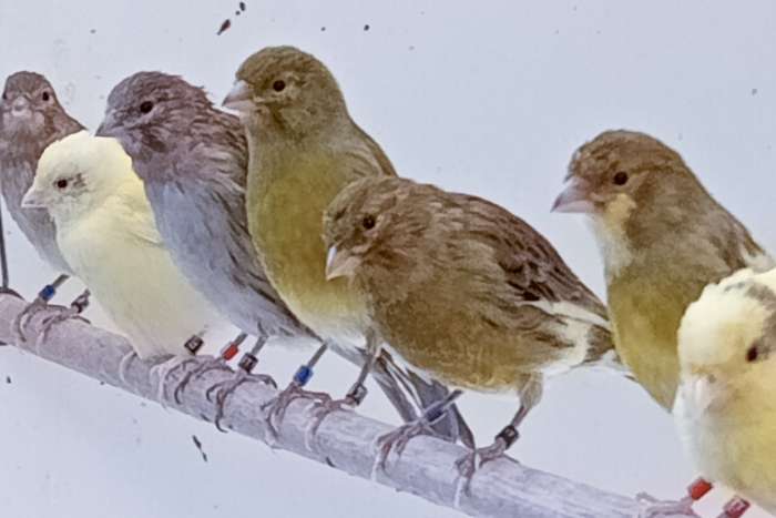 timbrado original (classico)