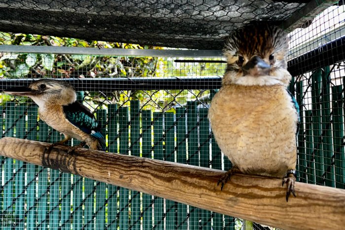 koppel blauwvleugel kookaburra’s (dacelo leachii)