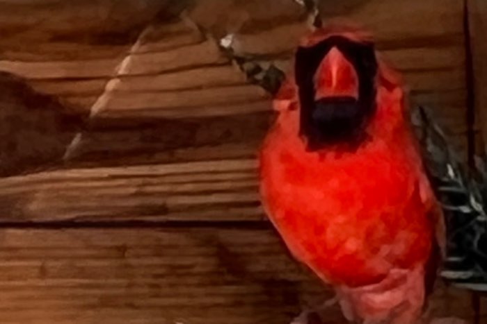 rode kardinalen 25-23