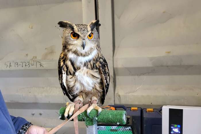 man eu oehoe tarsel 2024