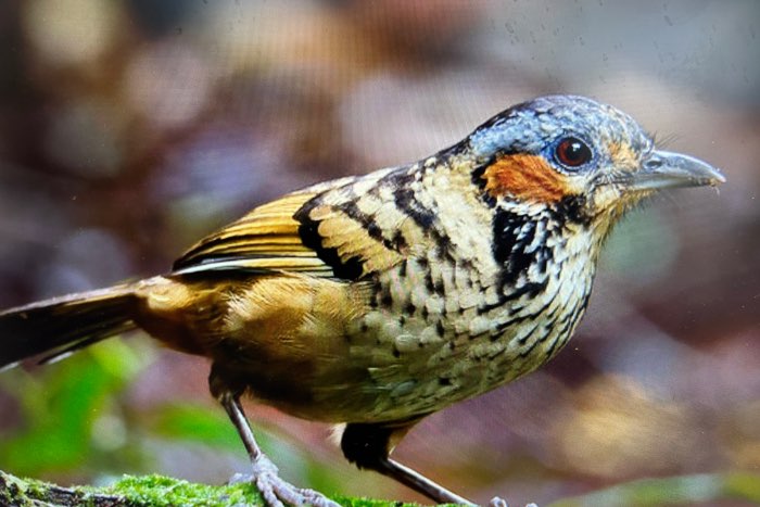 lanthocincla konkakinhensis