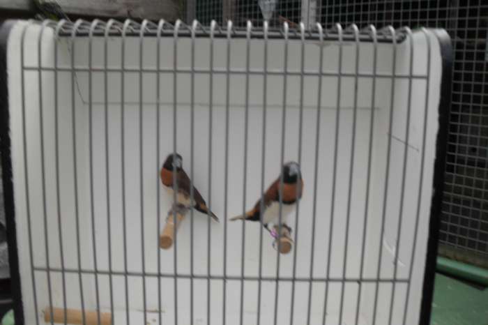 geef eens een vogeltje voor de kerst vele tropische vogeltjes