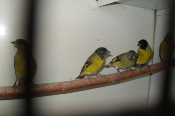 geef eens een vogeltje voor de kerst vele tropische vogeltjes