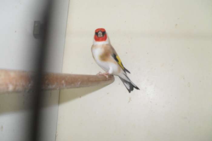 geef eens een vogeltje voor de kerst vele tropische vogeltjes