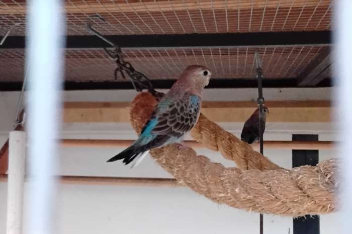 bourkes parkiet blauwe