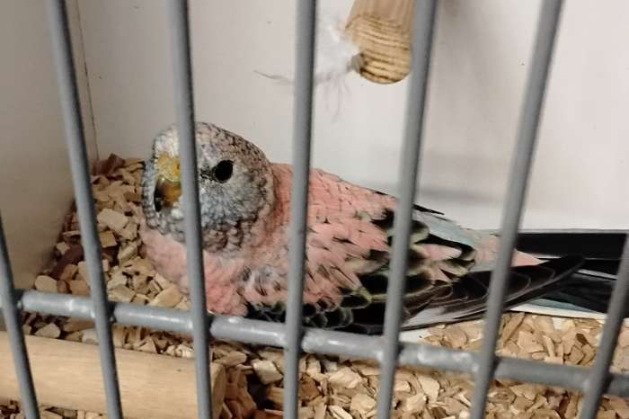 bourkes parkiet blauwe