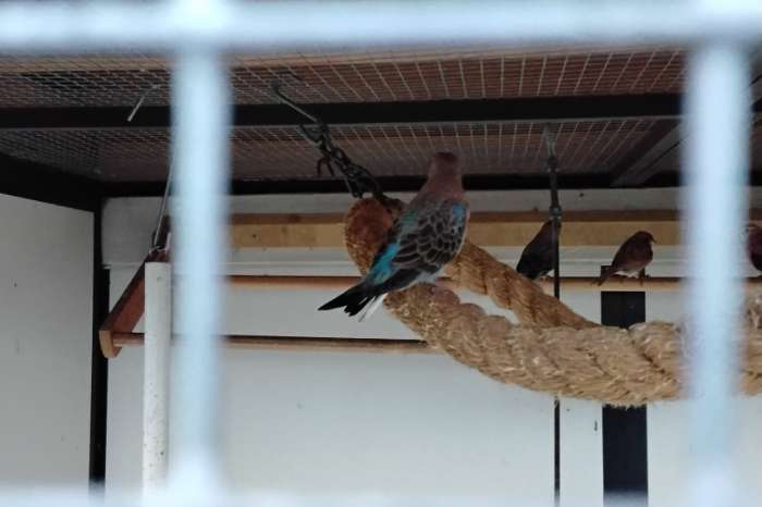 bourkes parkiet blauwe