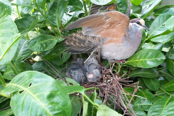 2-1bronsvleugel duif 2025