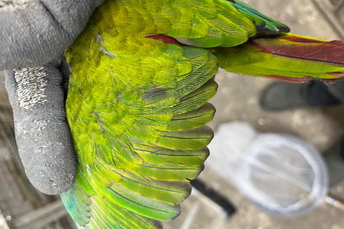 1kweekkoppel pyrrhura leucotis edge/gezoomd, uniek!