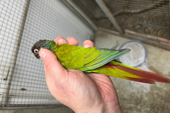 1kweekkoppel pyrrhura leucotis edge/gezoomd, uniek!