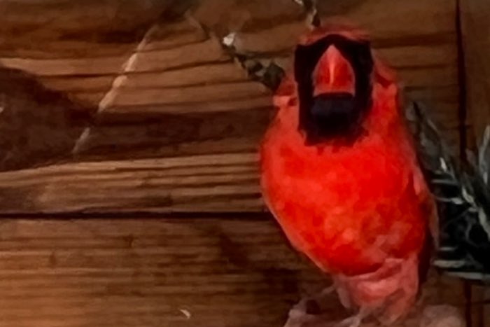 braziliaanse blauwe bisschoppen en rode kardinalen