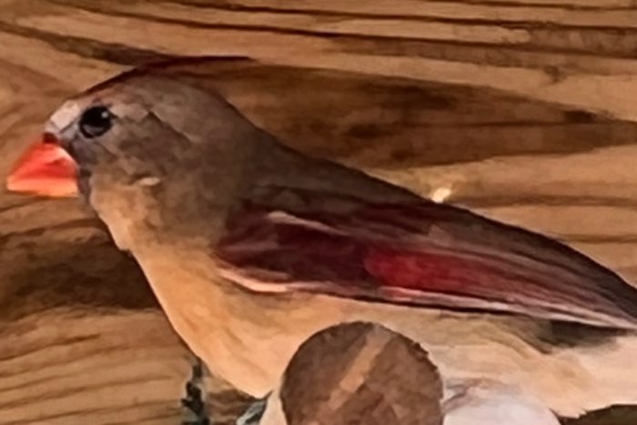 braziliaanse blauwe bisschoppen en rode kardinalen