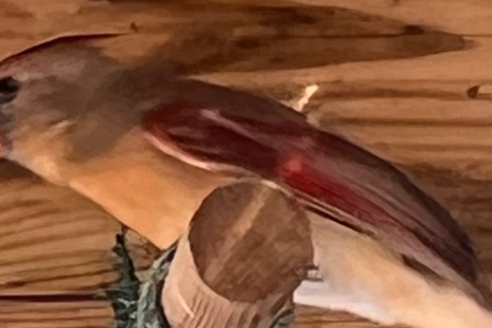 rode kardinalen 25-23