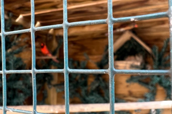 rode kardinalen 25-23