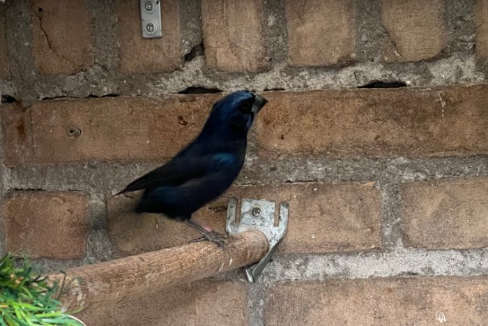 braziliaanse blauwe bisschoppen 24-25