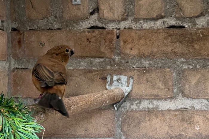 braziliaanse blauwe bisschoppen 24-25