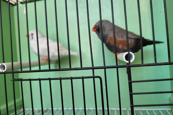 charcoal zebravinken