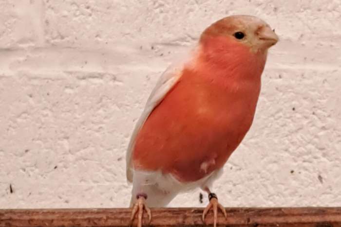 noordse goudvinken split satinet en satinet