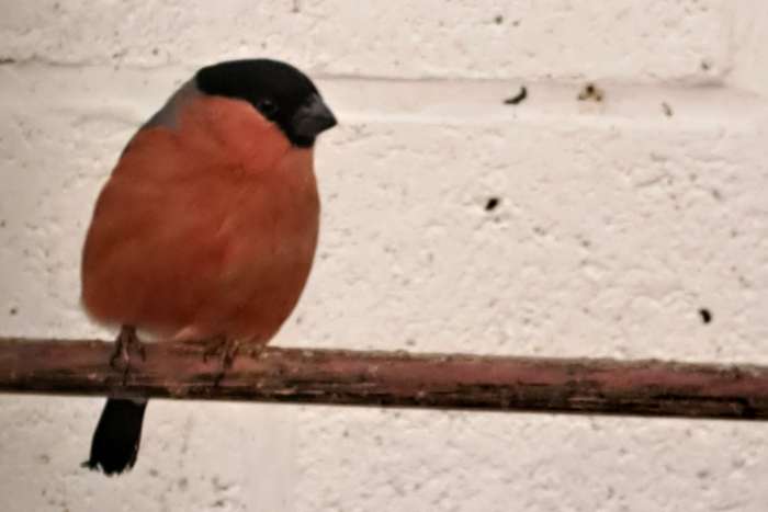 noordse goudvinken split satinet en satinet