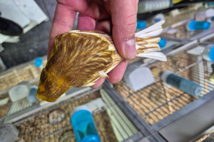 phaeo kleur kanaries