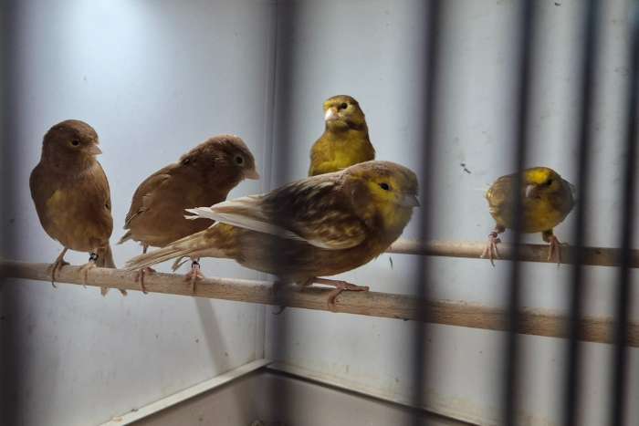 phaeo kleur kanaries